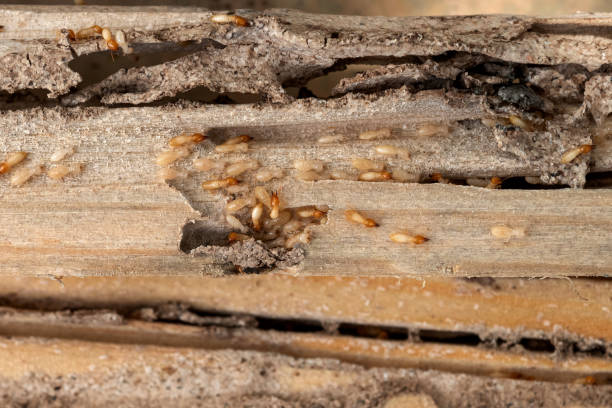 Best Ant Control Services  in New Haven, MI