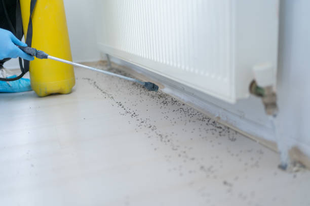 Best Spider Control Near Me  in New Haven, MI